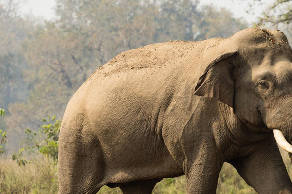 जङ्गली हात्तीको आक्रमणबाट दुई जना घाइते